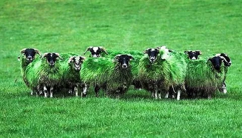 St. Paddy's Day - Green Sheep