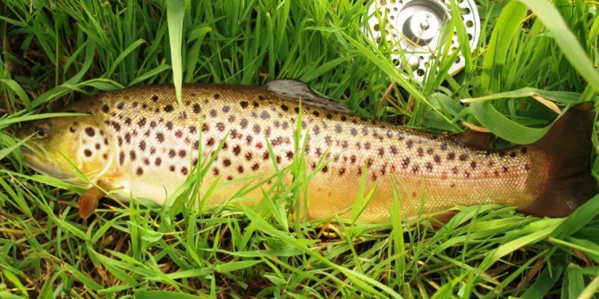 Brown trout--Connemara-Galway-Ireland