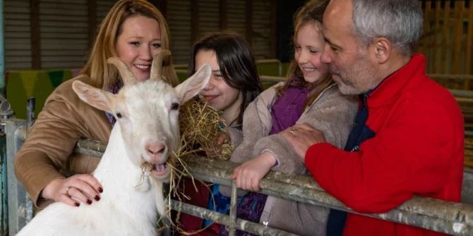 Goat on Farm-Clare-Ireland