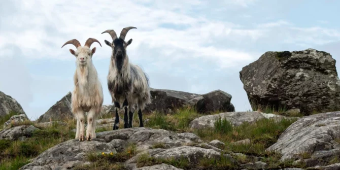 Goats on Farm-County Clare-Ireland