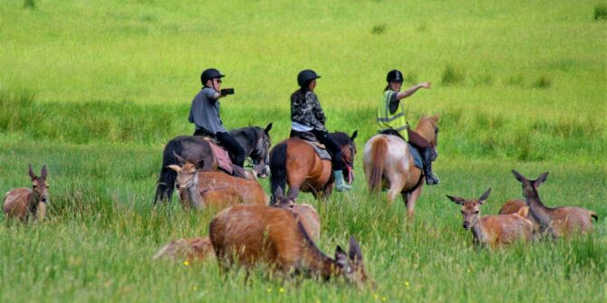 Killarney National Park horse ride Kerry
