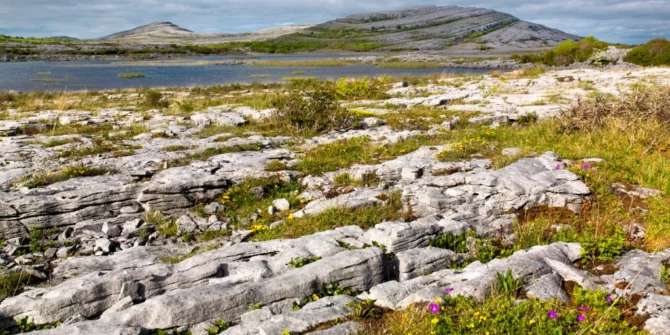 Mullaghmore Hill with flowers-Burren National Park-County Clare-Ireland