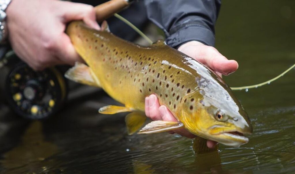Wild brown trout fly-fishing lesson for beginners on Kylemore fishery. Galway. Private guided.