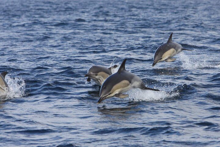 Shannon estuary & dolphin watching luxury river & cliff cruise. Clare. Private guided.