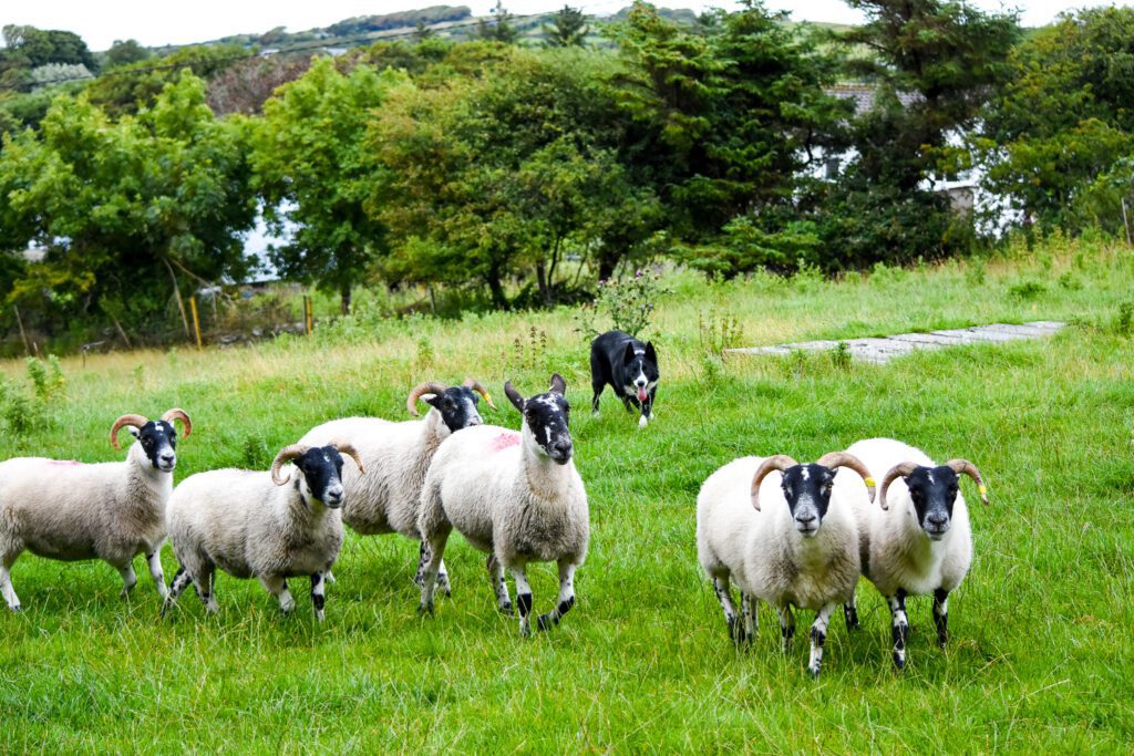 Sheepdog demonstration on a working farm. Sligo. Guided.