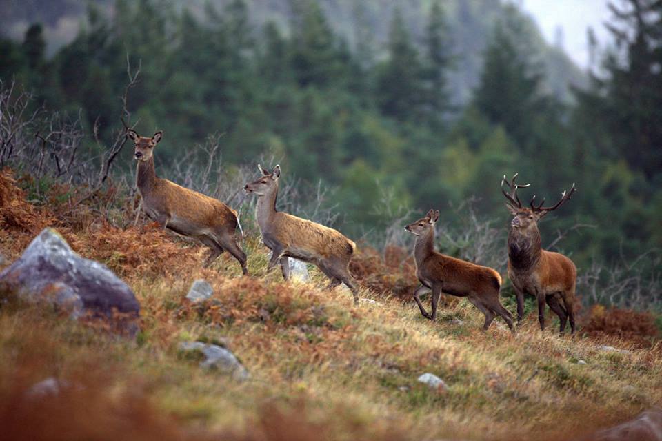 Wild red deer viewing safari. Galway. Private guided.
