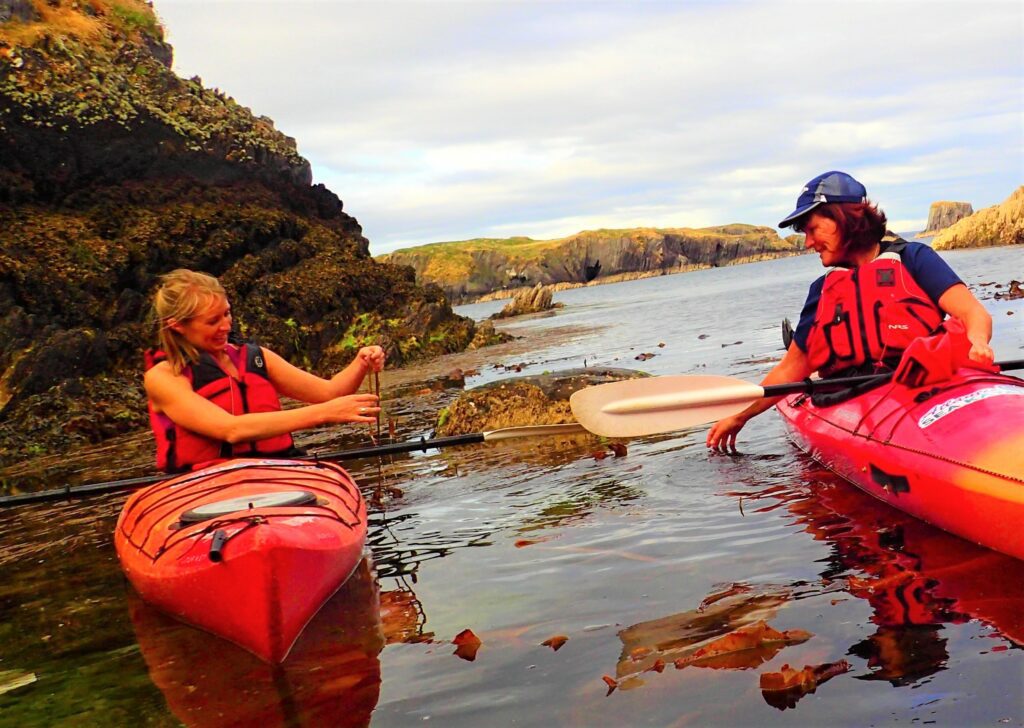 Kayak and discover the secrets of seaweed. West Cork. Guided.