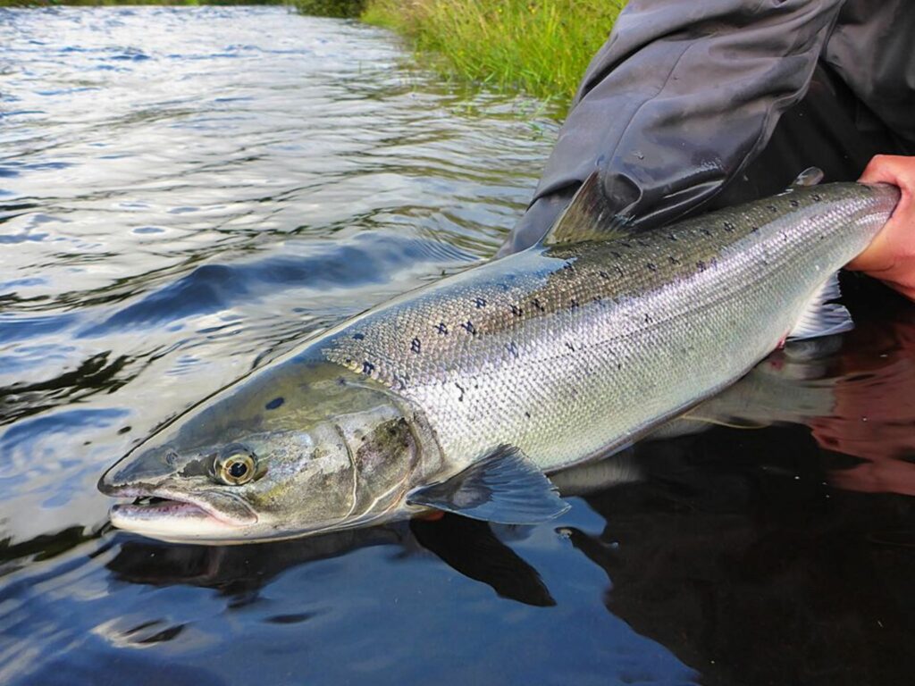 Salmon & sea trout fly-fishing lesson for beginners, Kylemore fishery. Galway. Private guided.