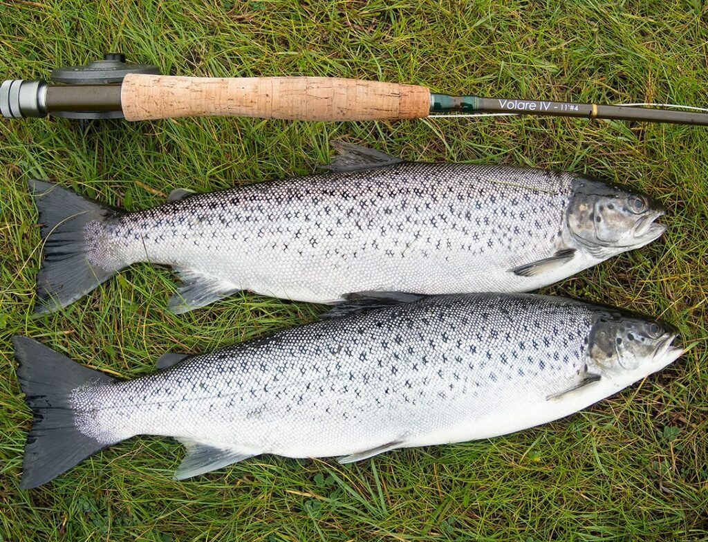Salmon & sea trout fishing on the Erriff fishery. Mayo. Private guided. French/Eng.