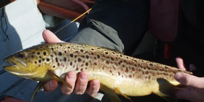 Brown trout- Lough Corrib-Galway-Ireland