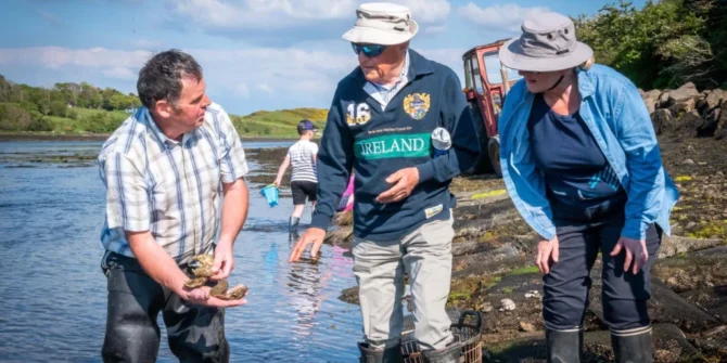 Local expert Oyster farmer gathering oysters and seaweed on coastline, Clew BAy, County Mayo, West of Ireland