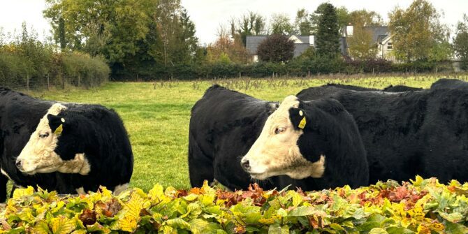 Cows on traditional Irish farm hidden heartlands Ireland