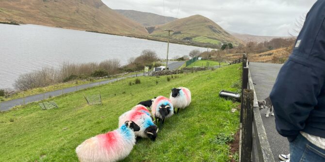 Sheep and sheepdog demo on hillside farm-Galway-Ireland