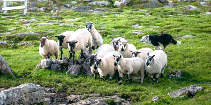 Sheep and Sheepdog Demonstrations- connemara-Galway-Ireland