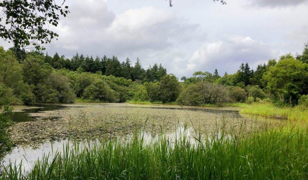 Private Derryclare ancient oak native woodland and non-native walk. Galway. Guided.