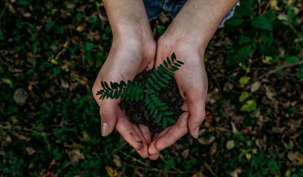 Buy a native tree for planting. Remote planting – Inagh Woodland Restoration Project. Galway. Guided